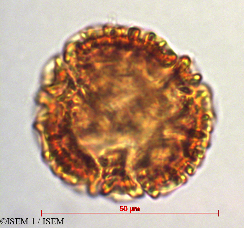 ISEM 1/Passiflora_cumbalensis_29330/Passiflora_cumbalensis_29330_0004(copy).jpg